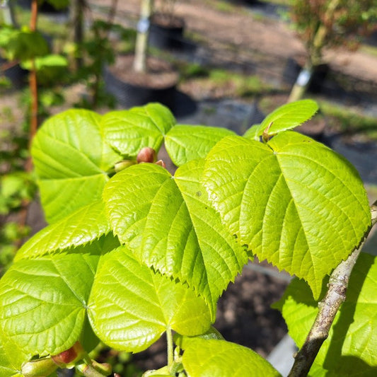 Tilia platyphyllos 'Rubra'