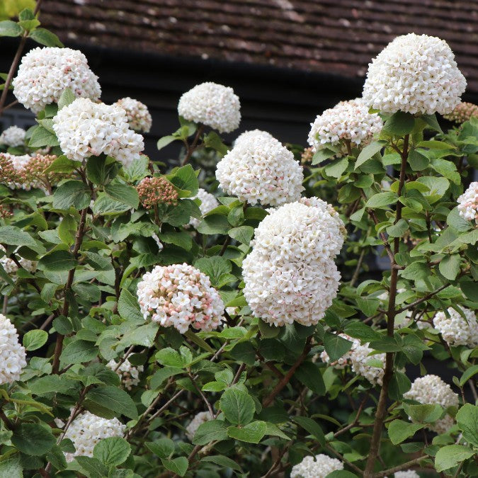 Viburnum x carlcephalum