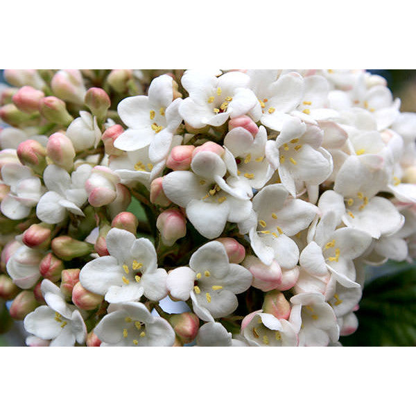 Viburnum x carlcephalum