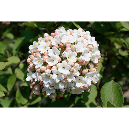 Viburnum x carlcephalum