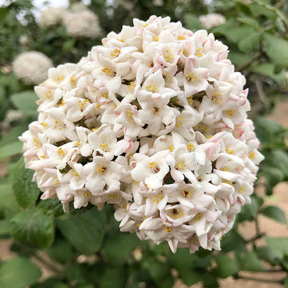 Viburnum x carlcephalum