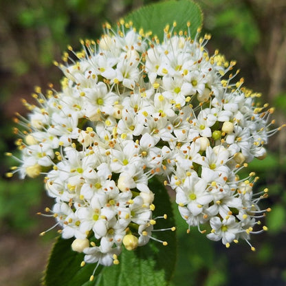 Viburnum lantana