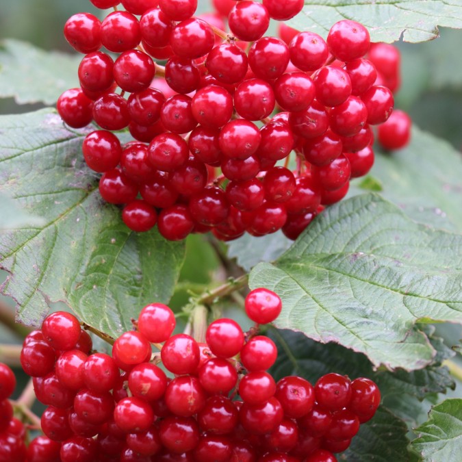 Viburnum lantana