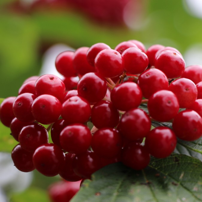 Viburnum lantana