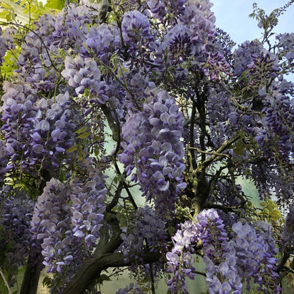 Wisteria sinensis 'Prolific'