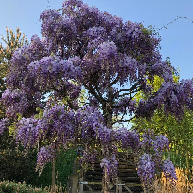 Wisteria sinensis 'Prolific'