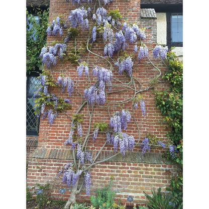 Wisteria sinensis 'Prolific'