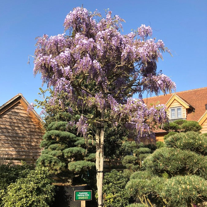 Wisteria sinensis 'Prolific'