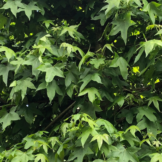 Liquidambar styraciflua (Pleached)