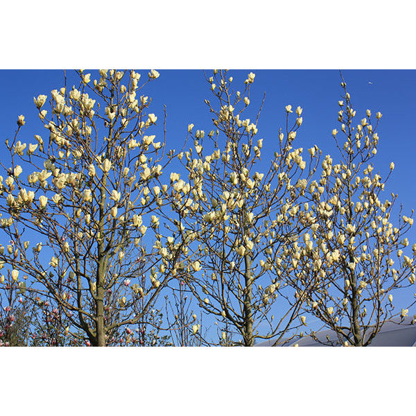 Magnolia denudata 'Yellow River'