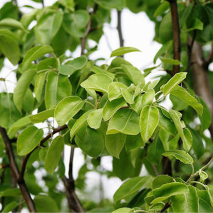 Pyrus com. 'Beurré Hardy' (Pleached)