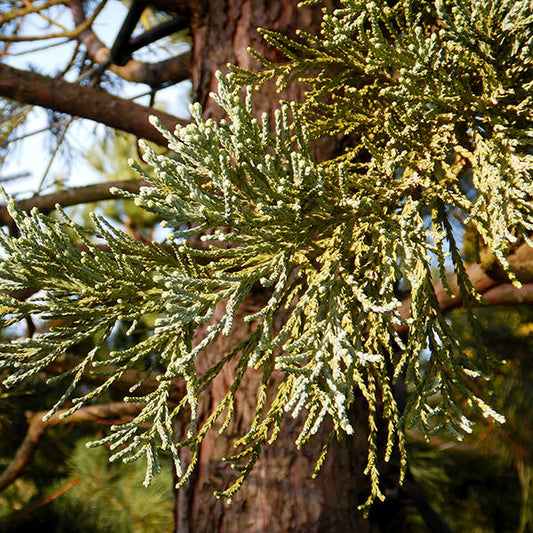 Sequoiadendron giganteum 'Glaucum'