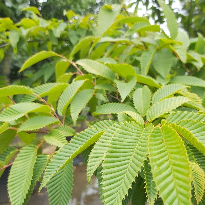 Carpinus japonica