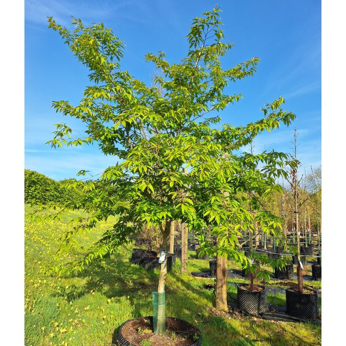 Carpinus japonica