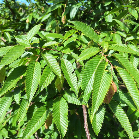 Carpinus japonica