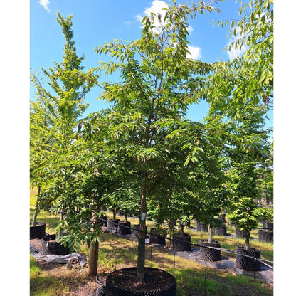 Carpinus japonica