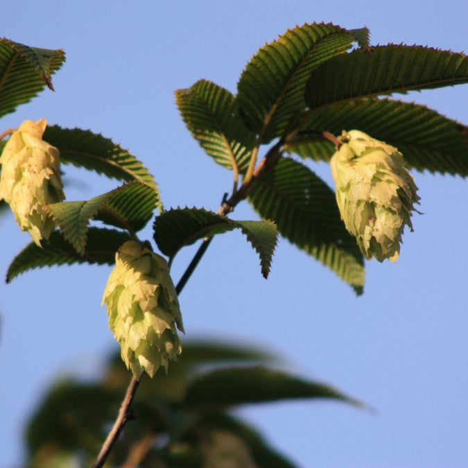 Carpinus japonica