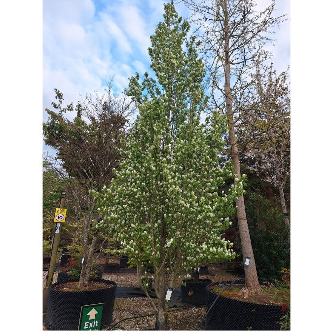 Amelanchier Alnifolia Obelisk () Amelanchier Alnifolia Obelisk
