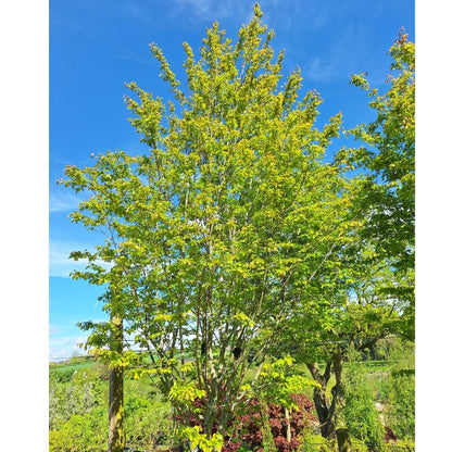 Amelanchier alnifolia 'Obelisk'