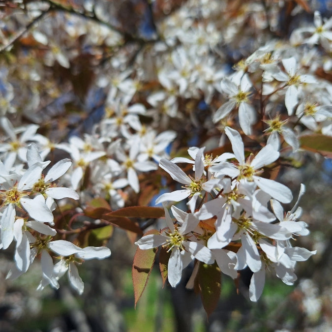 Amelanchier alnifolia 'Obelisk'