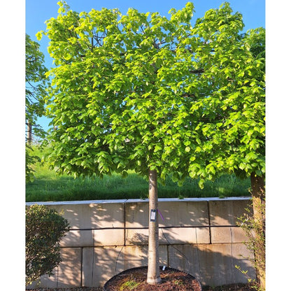 Tilia x euchlora (Pleached)