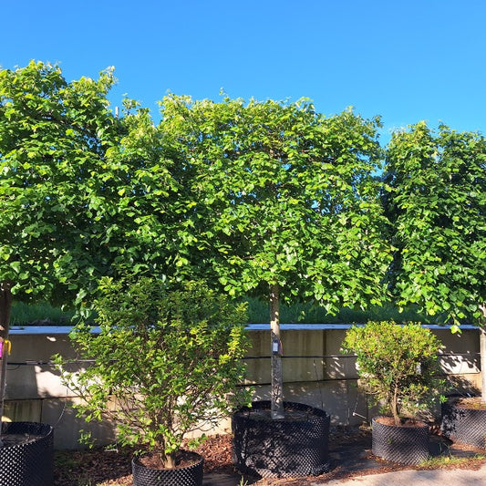 Tilia x euchlora (Pleached)