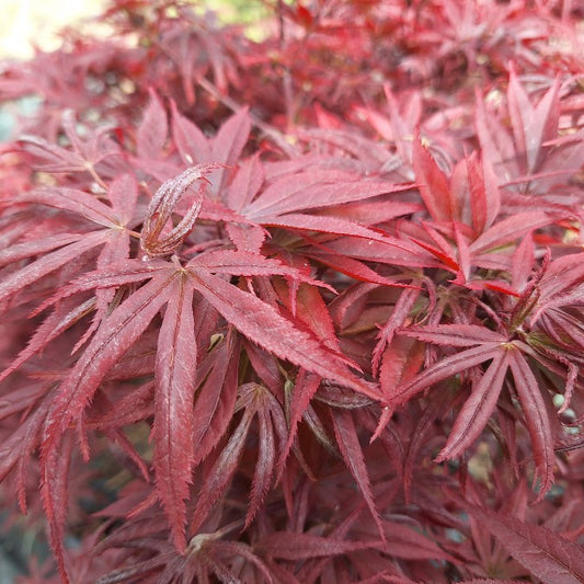 Acer palmatum 'Shaina'