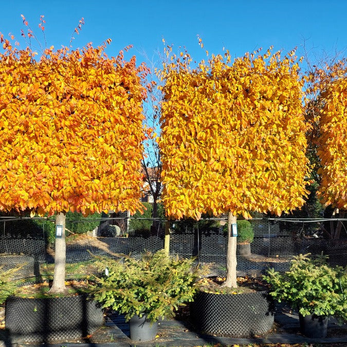 Parratio Tree Parrotia persica (Pleached) – Majestic Trees
