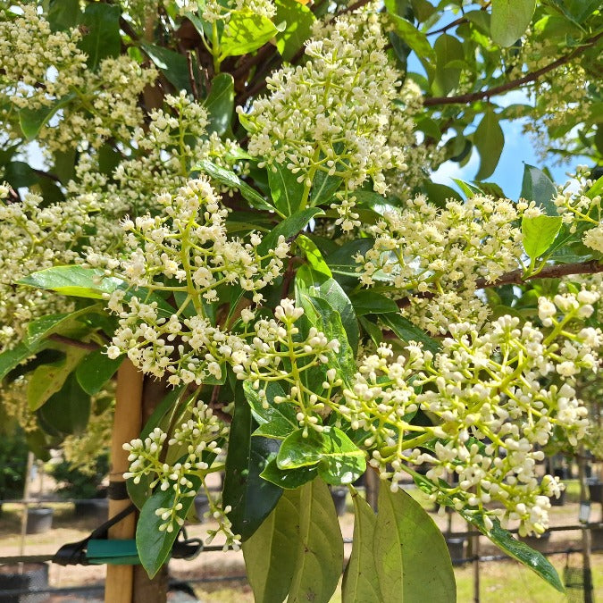 Viburnum tinus 'Lucidum'