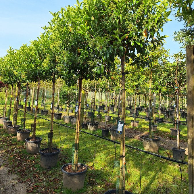 Viburnum tinus 'Lucidum'