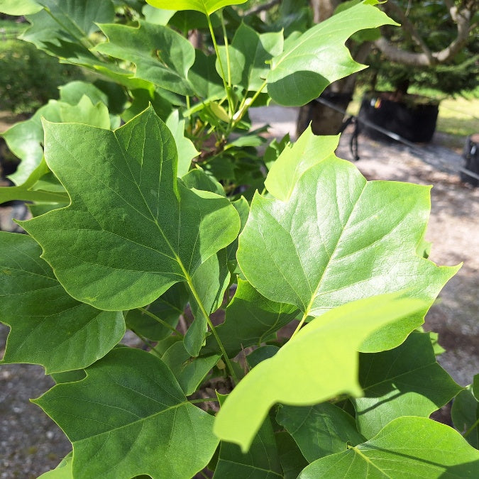 Liriodendron tulipifera 'Fastigiatum'