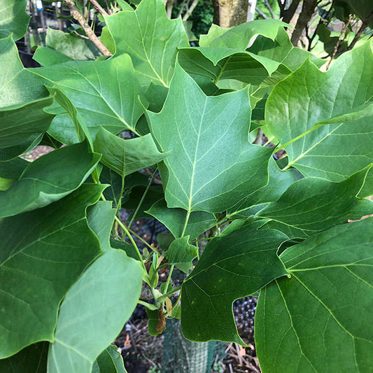 Liriodendron tulipifera 'Fastigiatum'