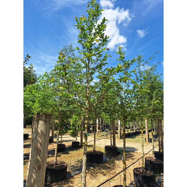 Magnolia × loebneri 'Snowdrift' – Majestic Trees