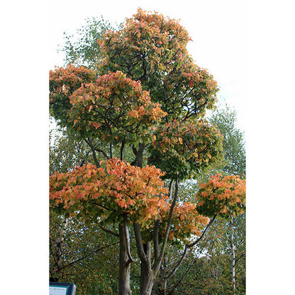Parrotia persica (Topiary)