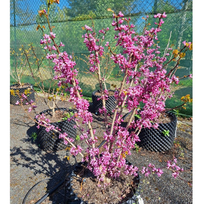 Cercis chinensis 'Avondale'