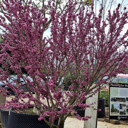 Cercis chinensis 'Avondale'