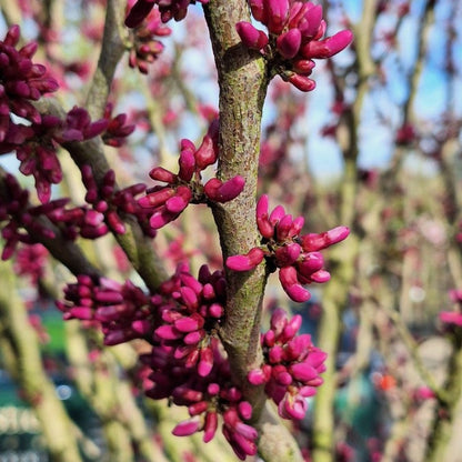 Cercis chinensis 'Avondale'