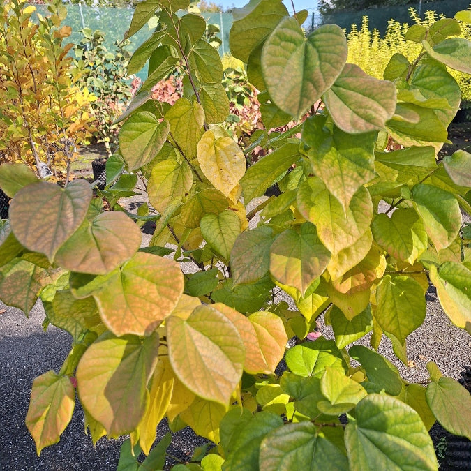 Cercis chinensis 'Avondale'