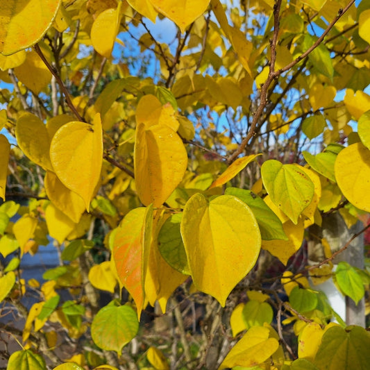 Cercis chinensis 'Avondale'