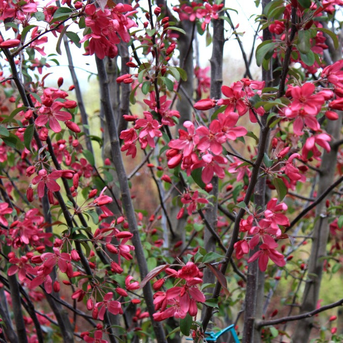 Malus 'Coccinella'