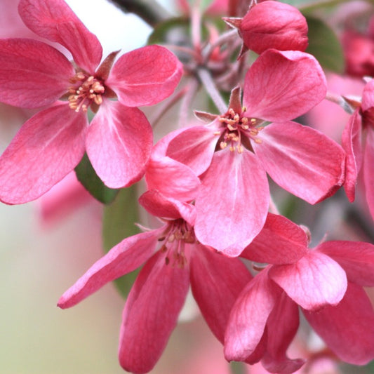 Malus 'Coccinella'