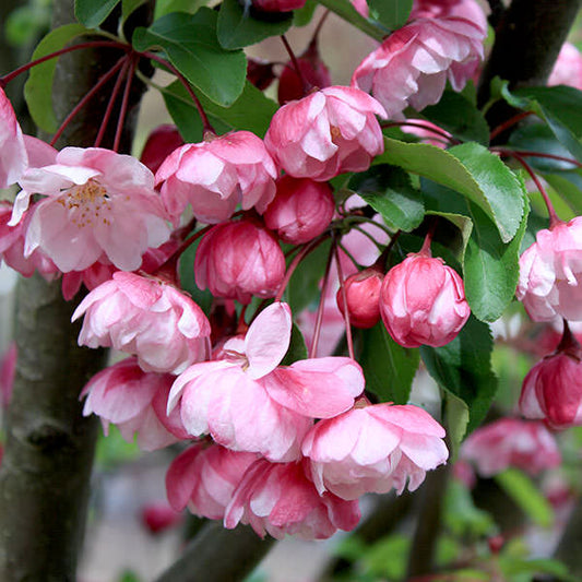 Malus 'Van Eseltine'