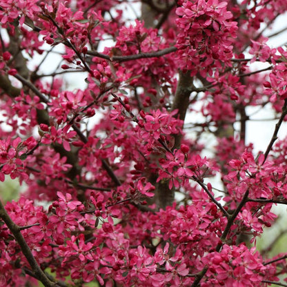 Malus 'Peter's Red'