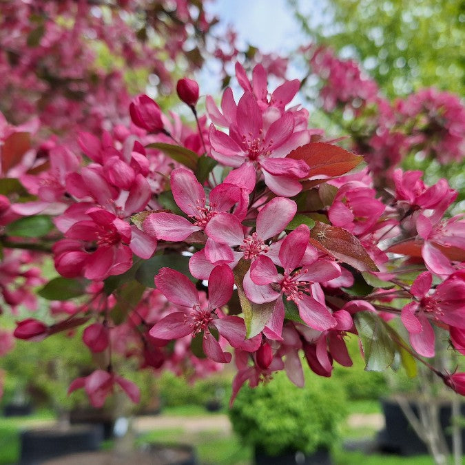 Malus 'Peter's Red'