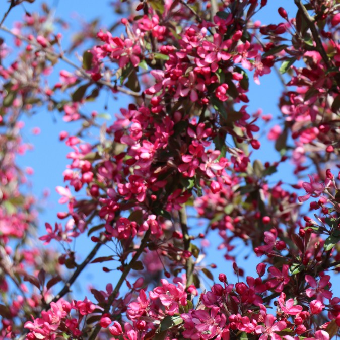 Malus 'Peter's Red'