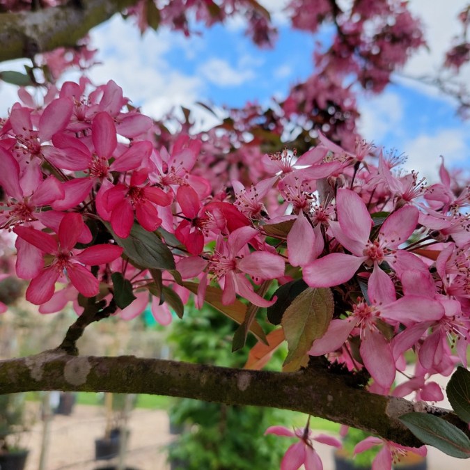 Malus 'Peter's Red'