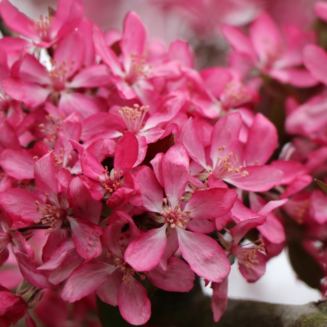 Malus 'Peter's Red'