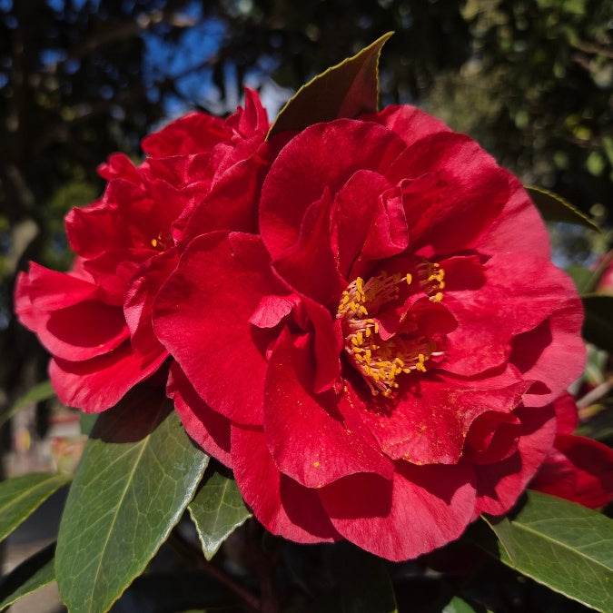 Camellia japonica 'Bob Hope'