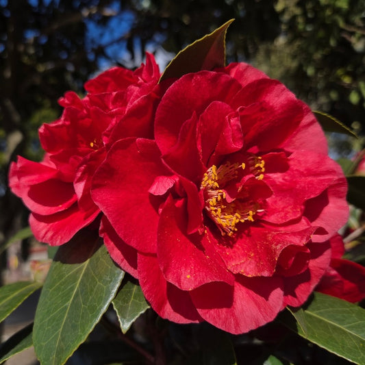 Camellia japonica 'Bob Hope'