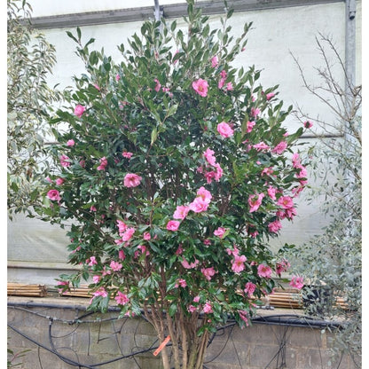 Camellia x williamsii 'Mary Phoebe Taylor'